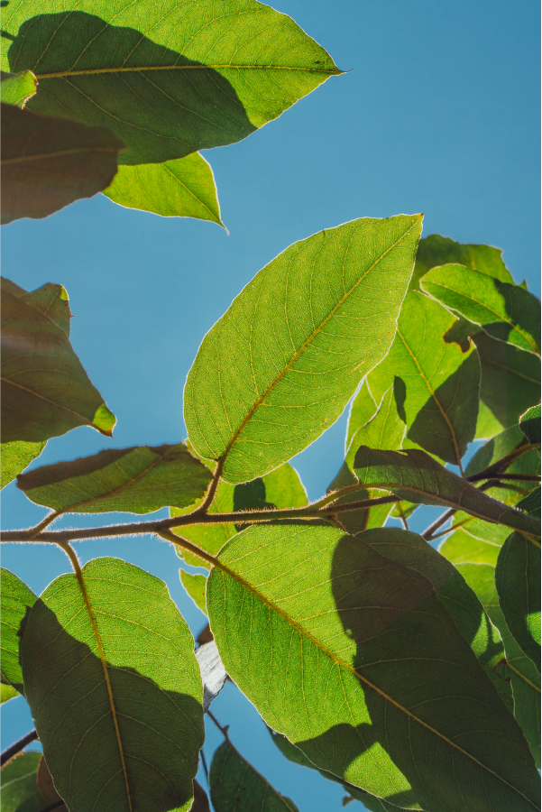leaf-green-eco